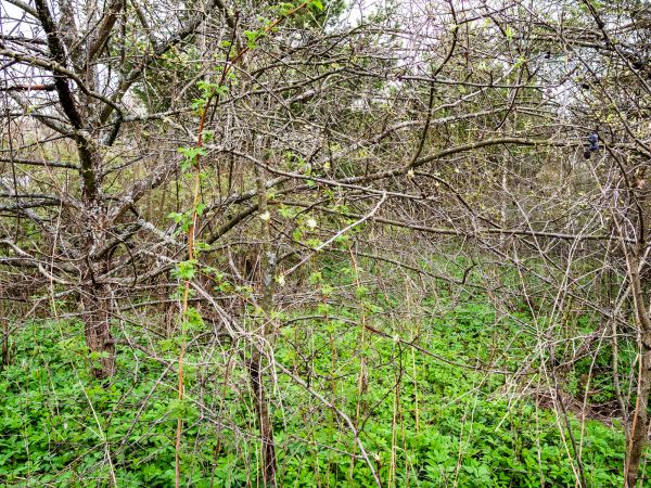 Underbrush Clearing in Irvine