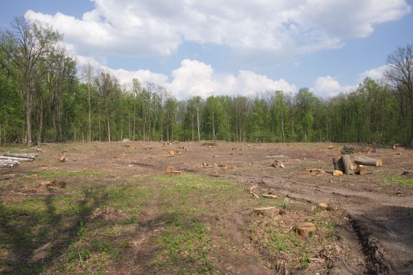 Pasture Clearing in Irvine