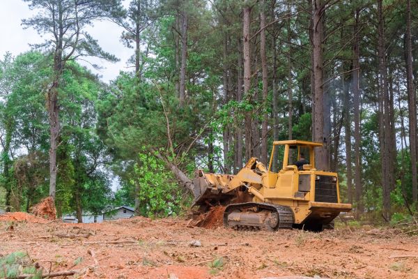 Forest Thinning in Irvine
