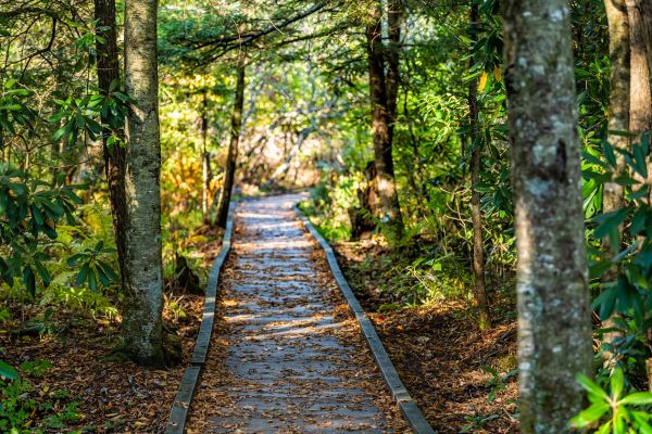 Cost of Trail Clearing in Irvine