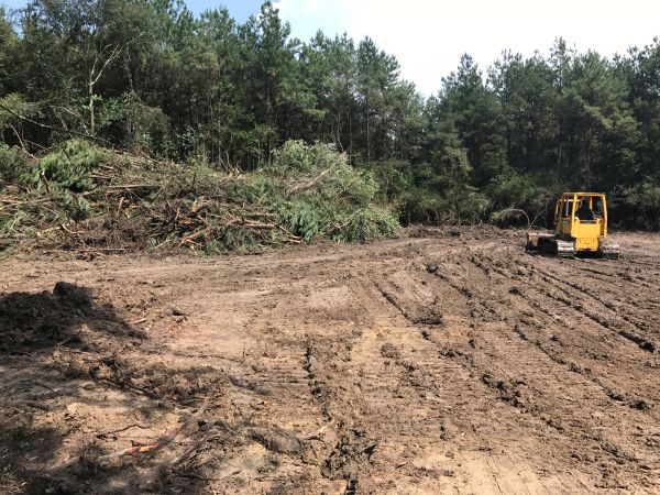 Thicket Clearing in Irvine